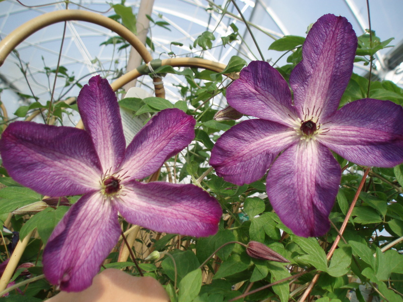 Venosa Violacea Venosa Violacea