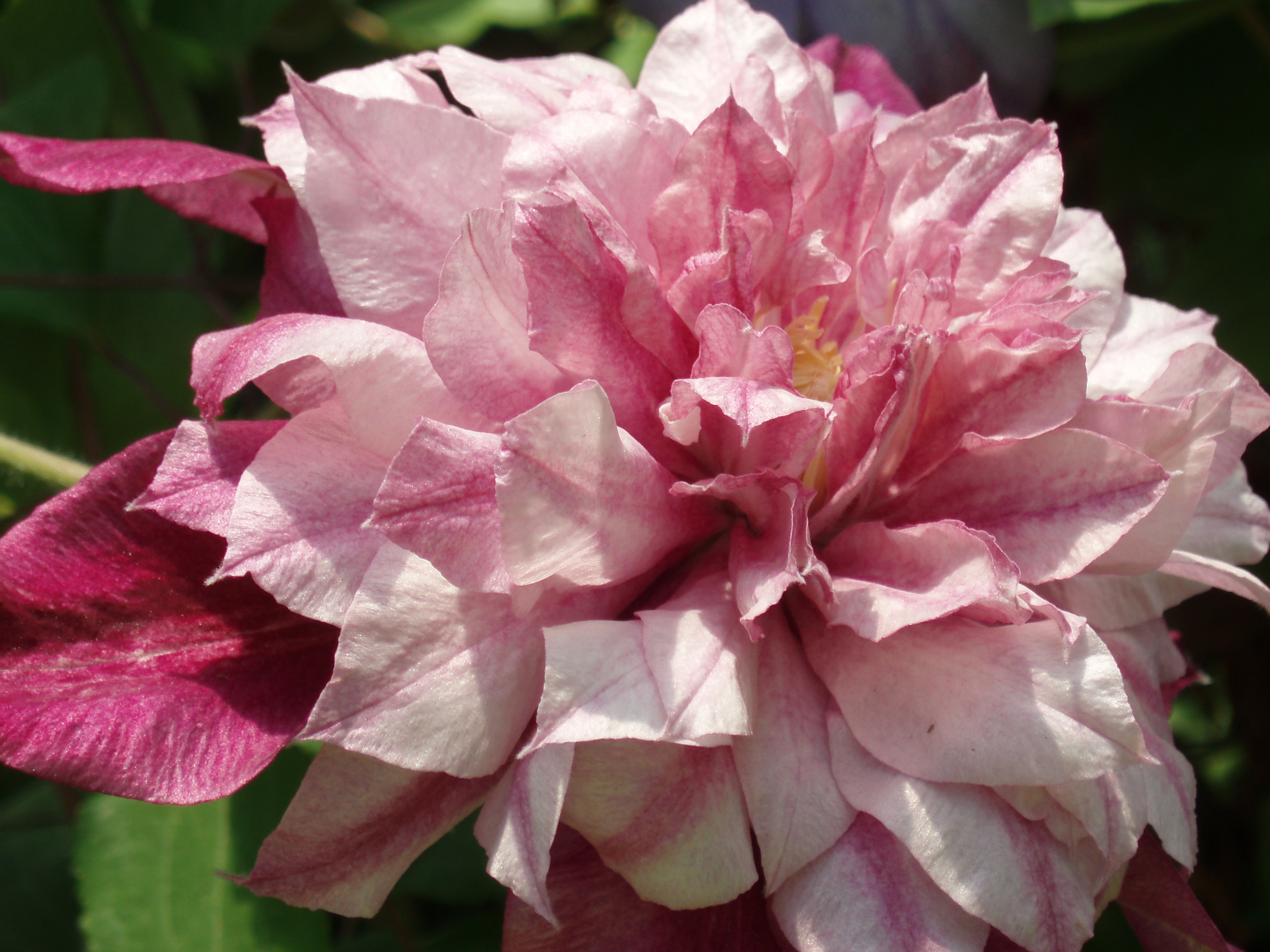 patricia-ann-fretwell