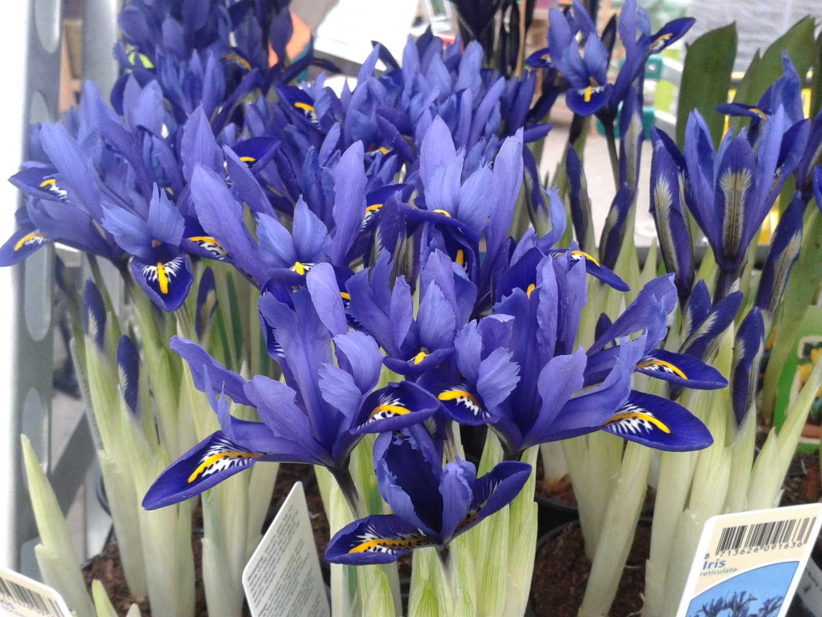 iris-reticulata