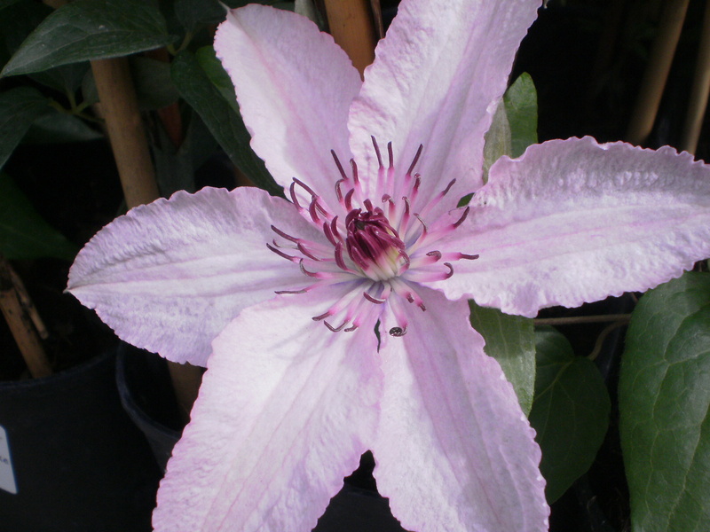 Hagley hybrid Hagley hybrid
