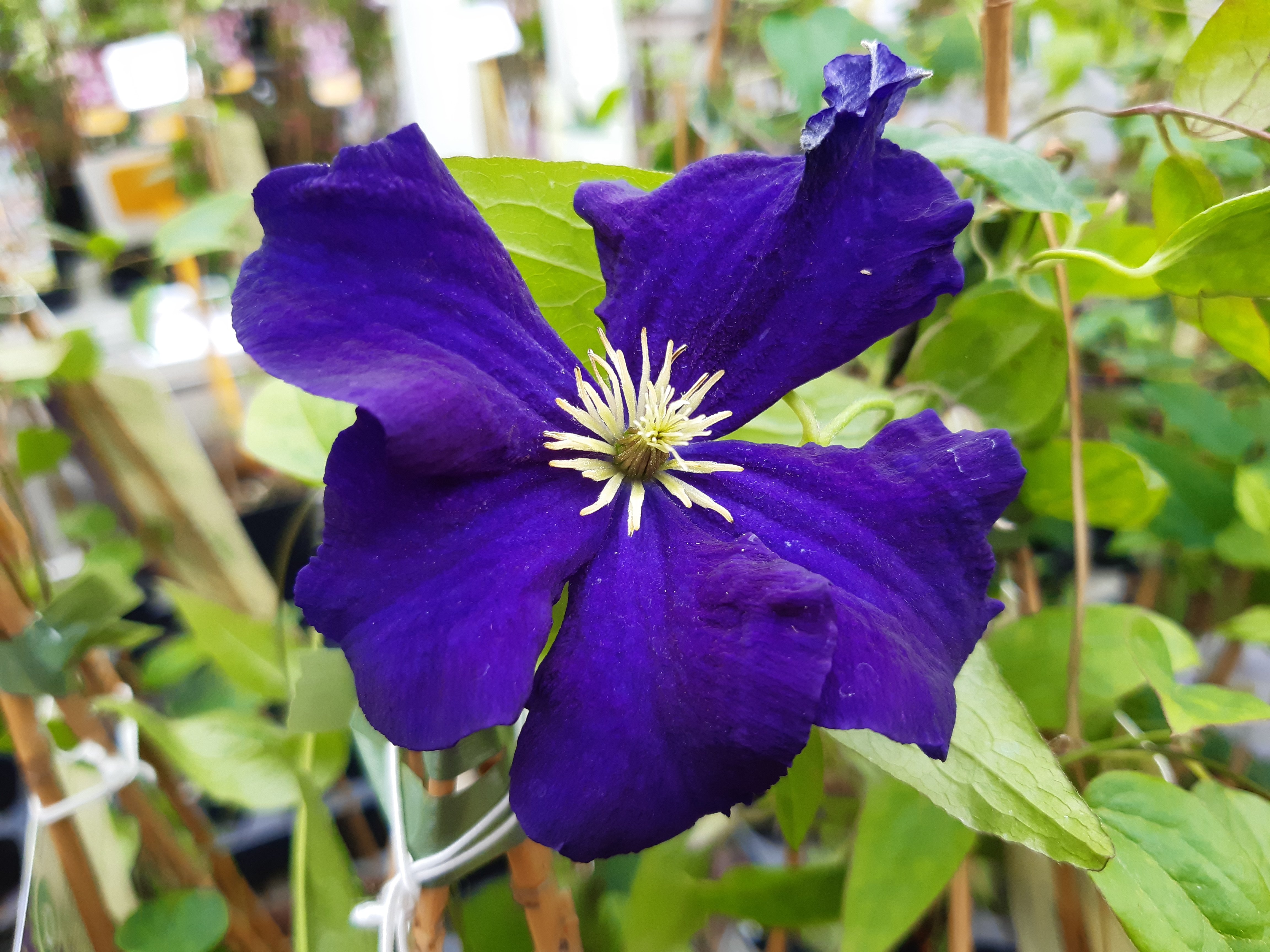 Viola Viola