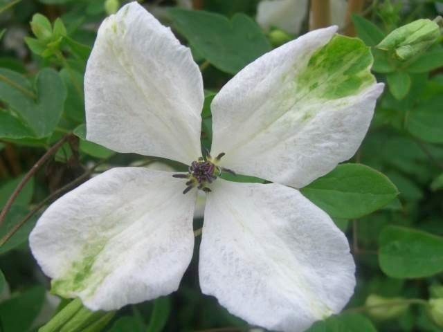Alba Luxurians Alba Luxurians