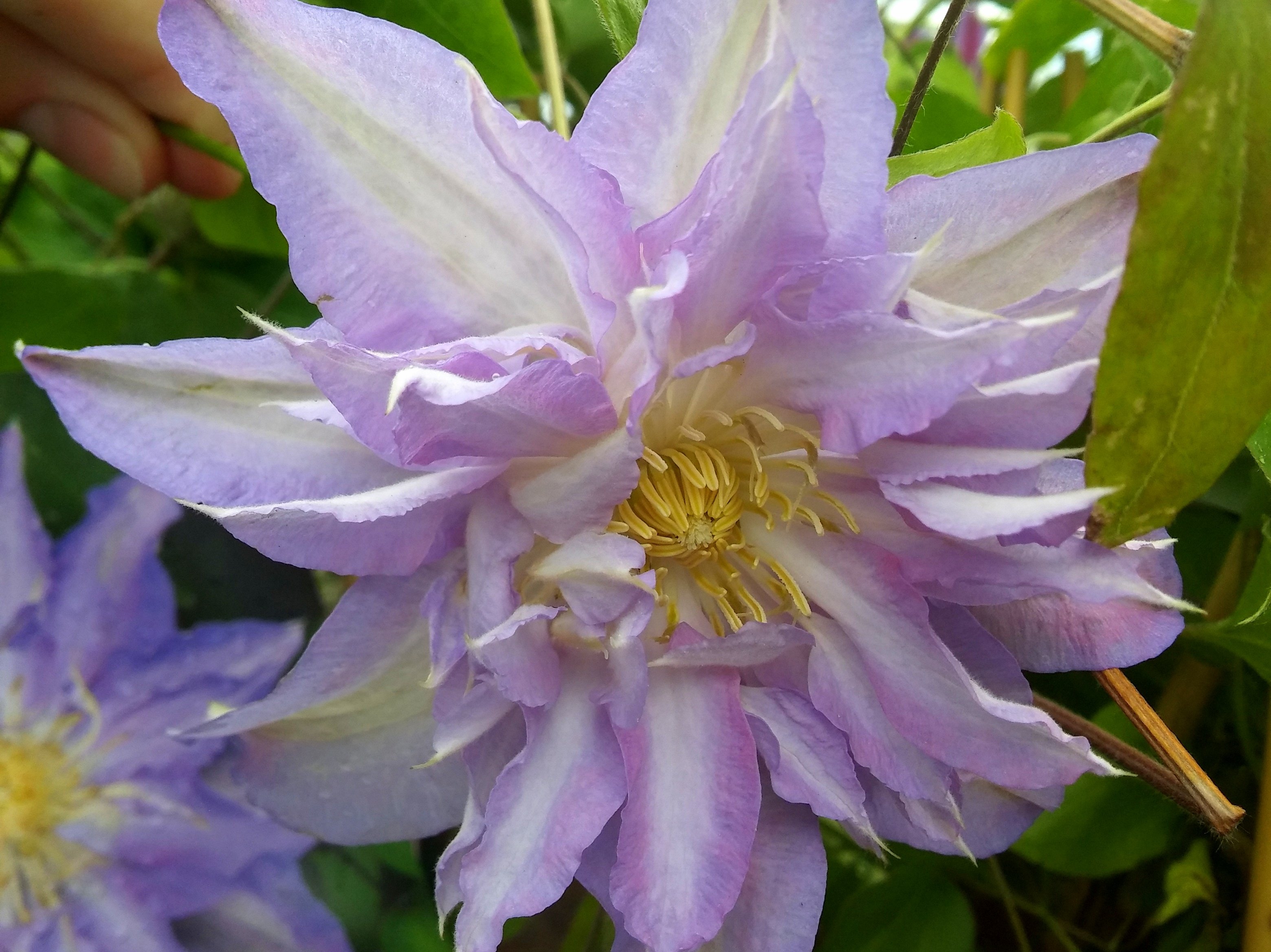 clematis "thyrislund" - Florist's Plantica