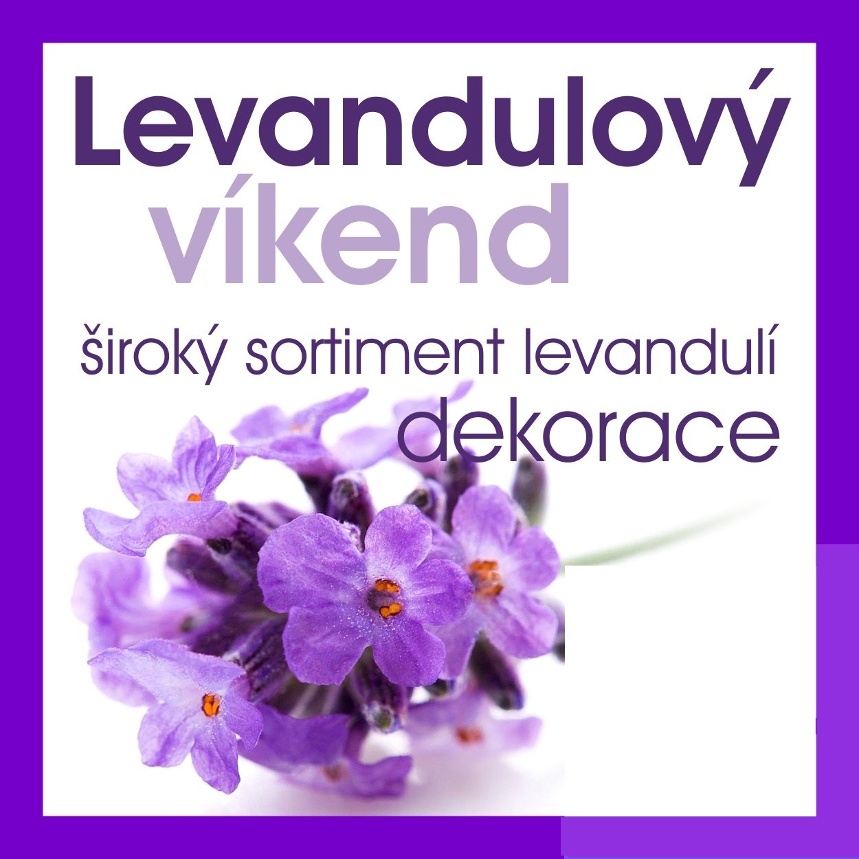 levandulovy-vikend2