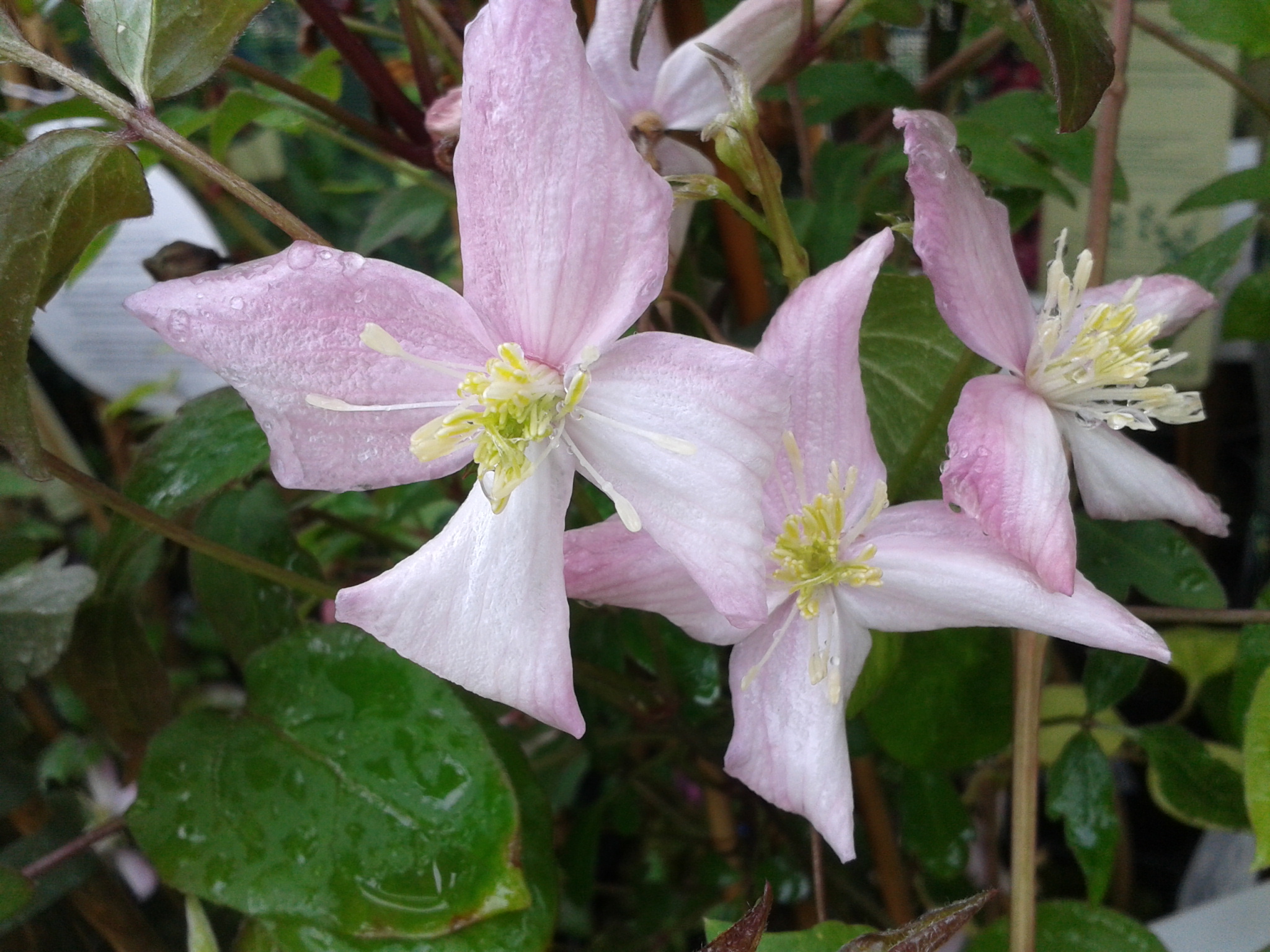 Fragrant Spring Fragrant Spring