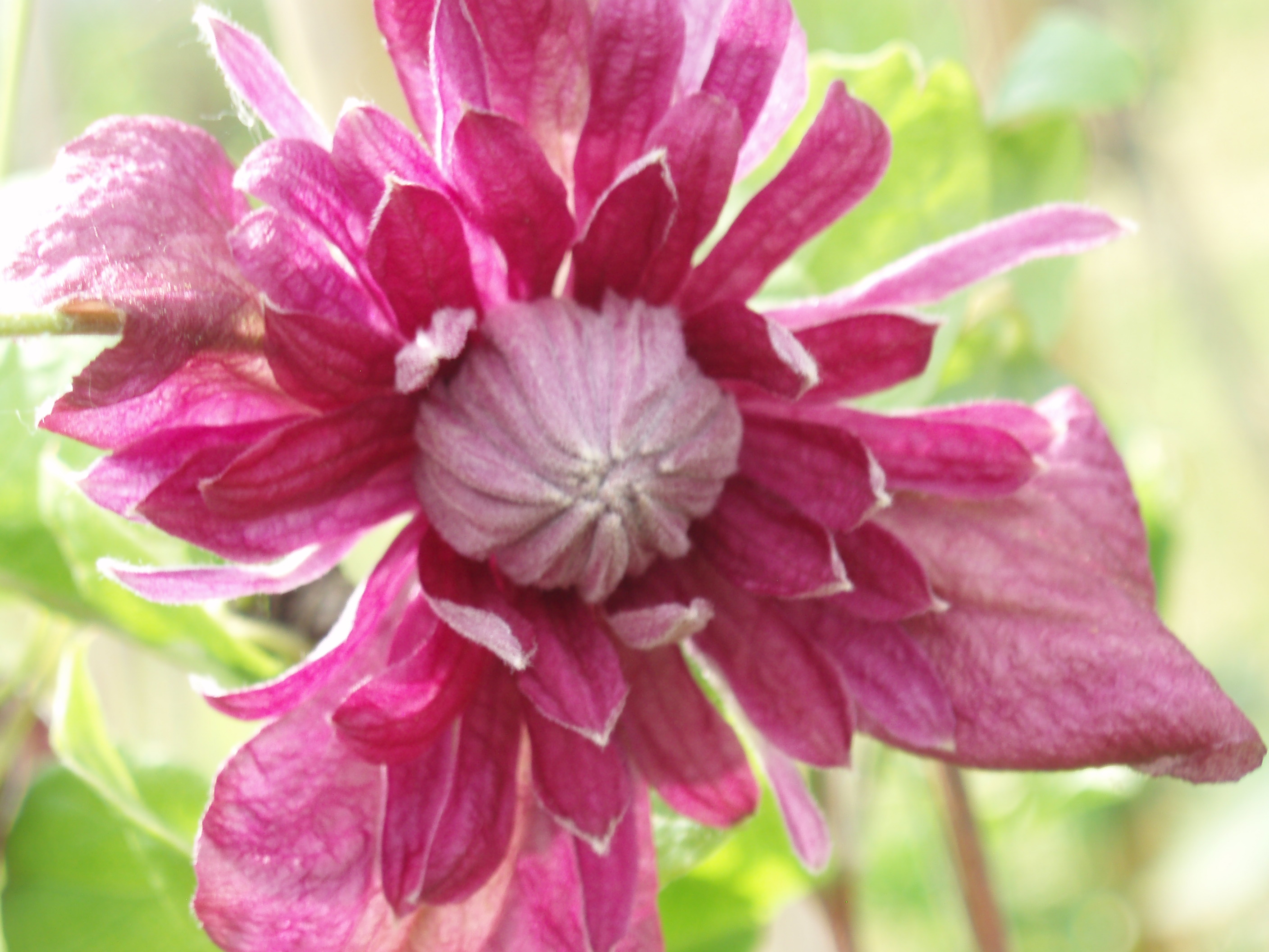 Purpurea Plena Elegans Purpurea Plena Elegans