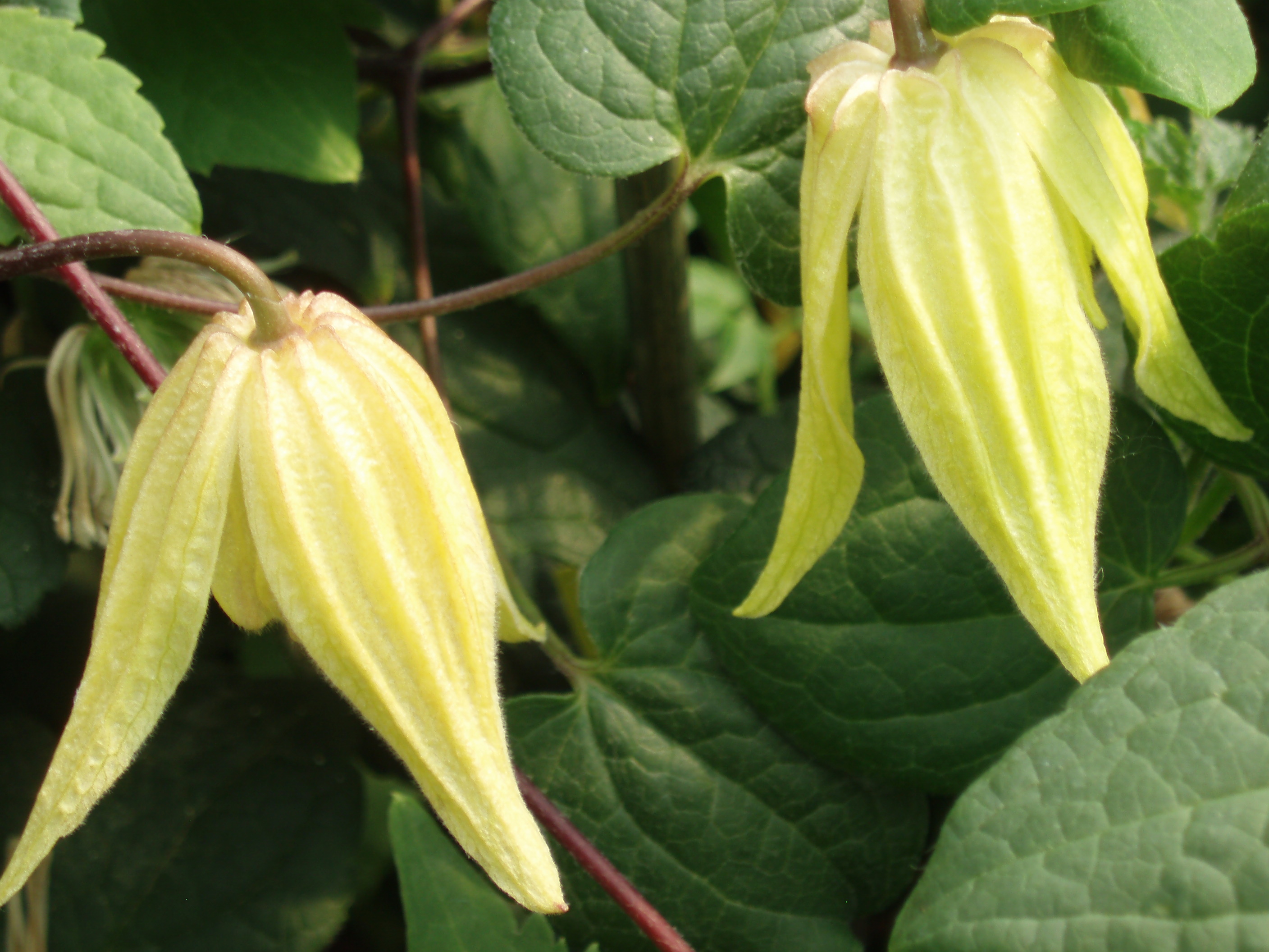 Lemon Bells Lemon Bells