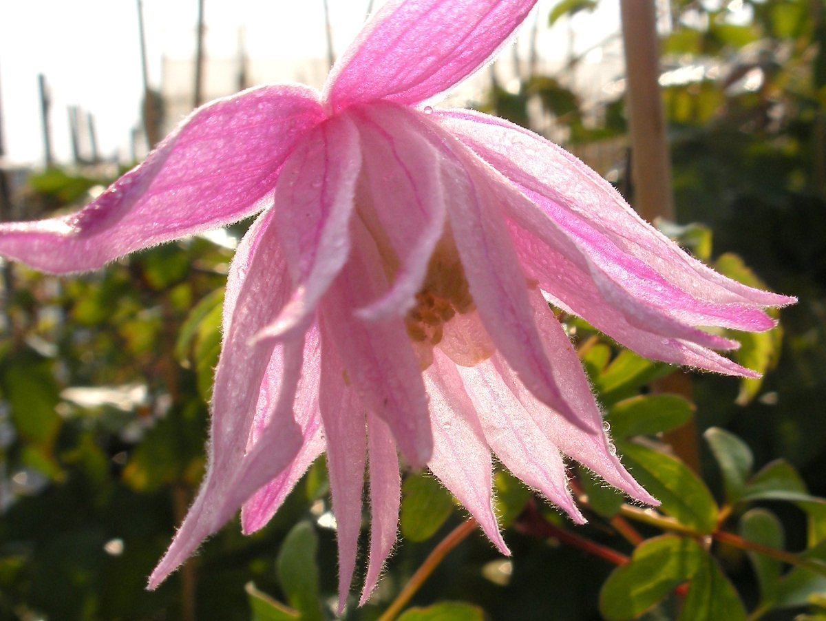 Marhams Pink Marhams Pink