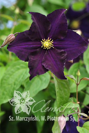 Viola Viola