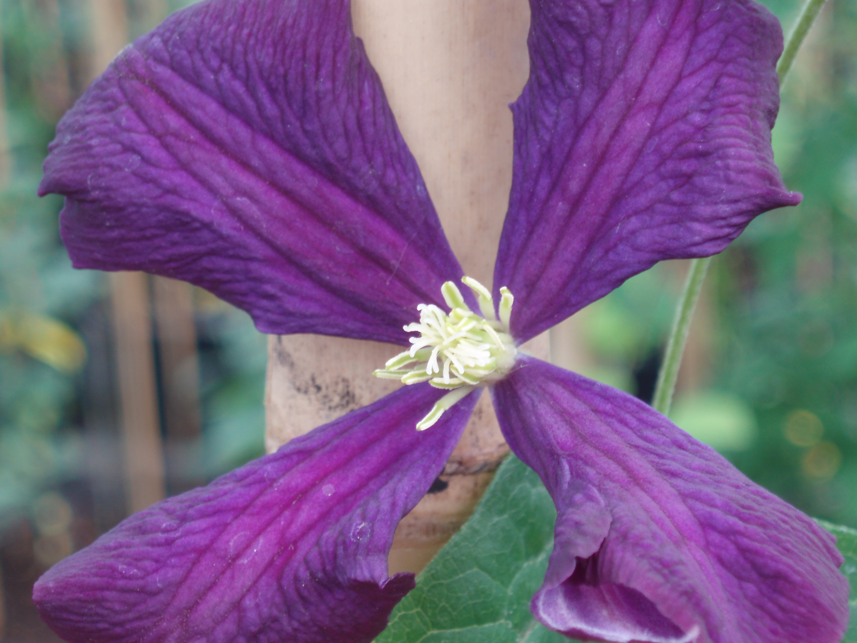 Etoile Violet Etoile Violet