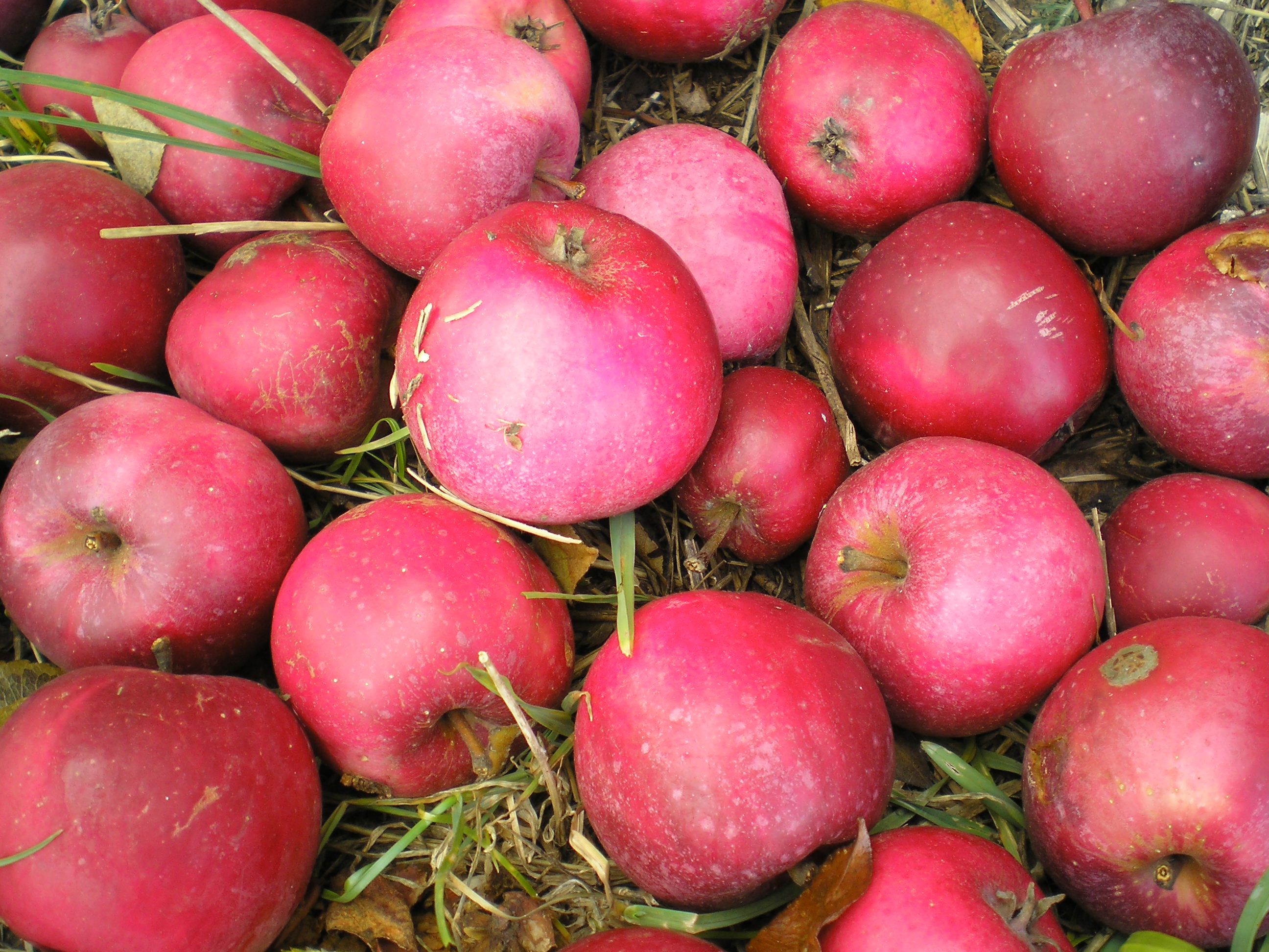 Prodej ovocných dřevin!