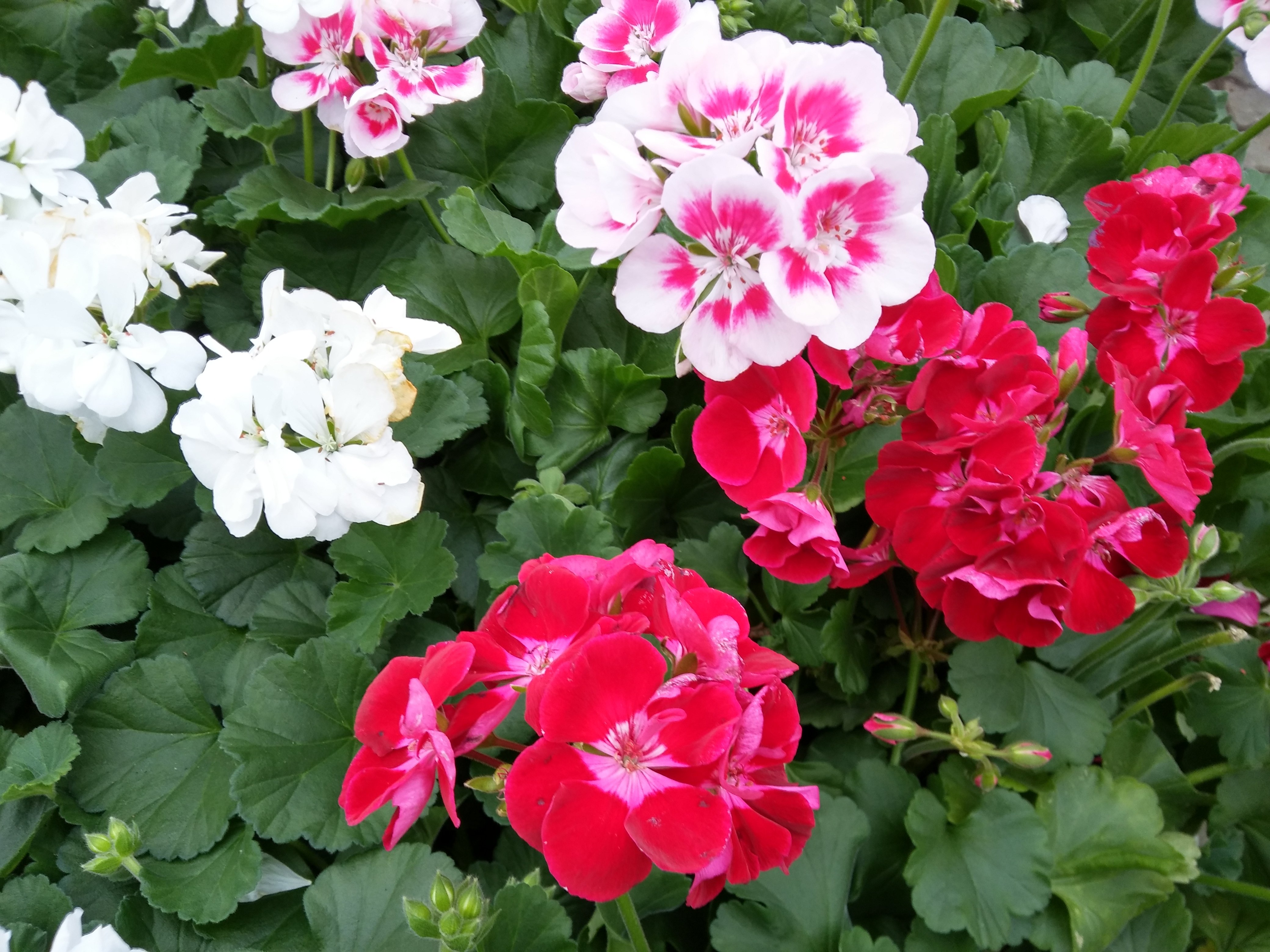       
          Rozjíždíme prodej balkónových rostlin
      