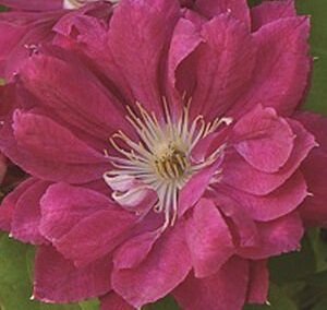 Akafuji_6ef1f5ff2e_2